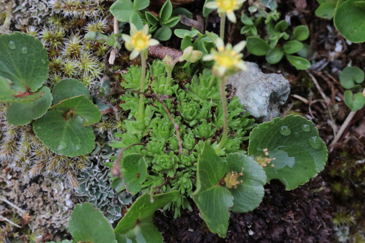 Saxifraga_aphylla_20210704-130353_20.JPG