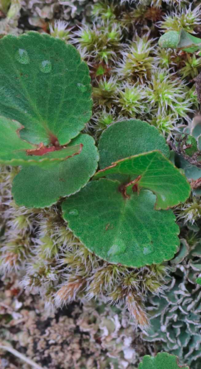 Saxifraga_aphylla_20210704-130353_20_Ausschnitt.JPG