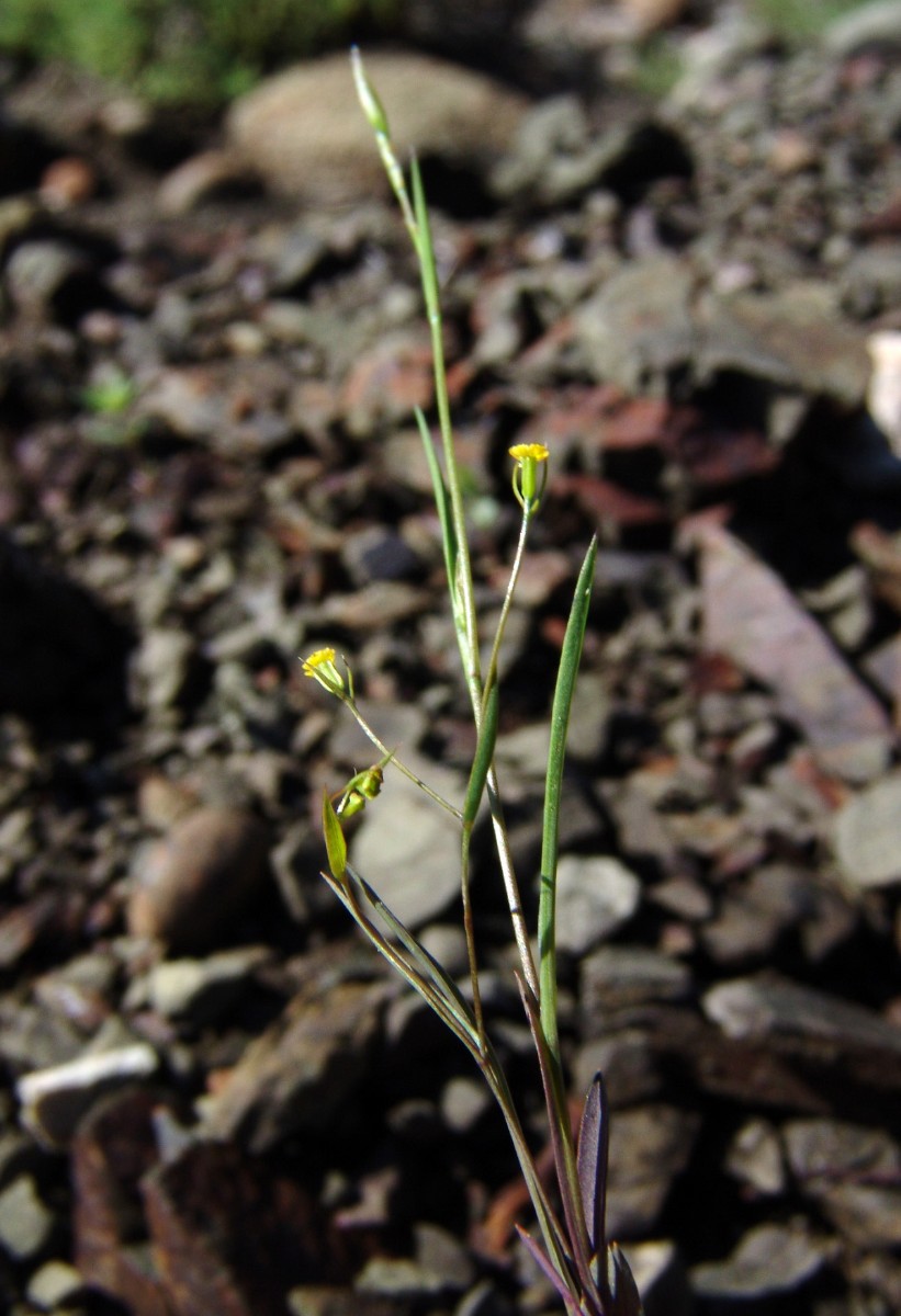 Bupleurum trichopodum Rhodos Ultrabas 2 km SW Laerma R3557-1.jpg