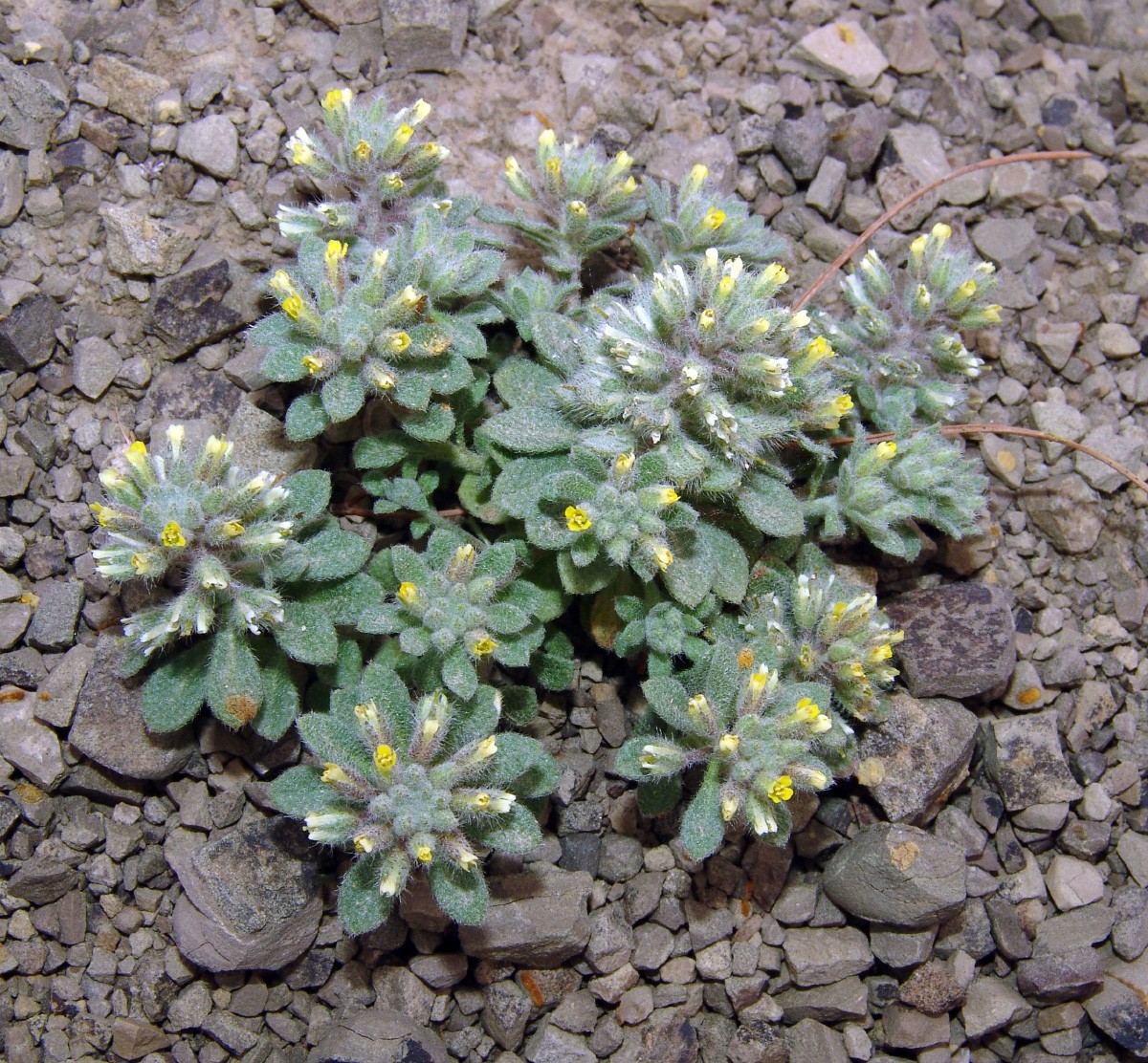 Alyssum pogonocarpum Ultrabas Moni Artamiti G2016-2.jpg