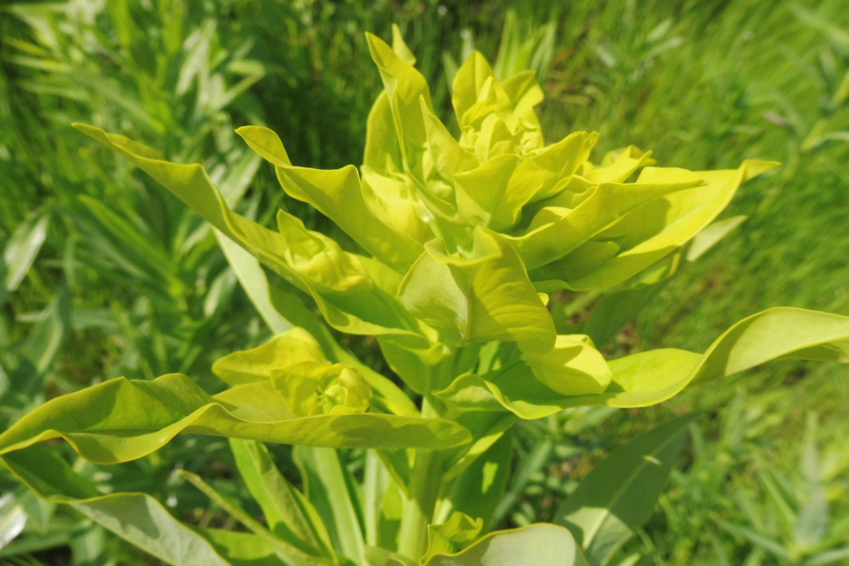 Euphorbia lucida 2.JPG
