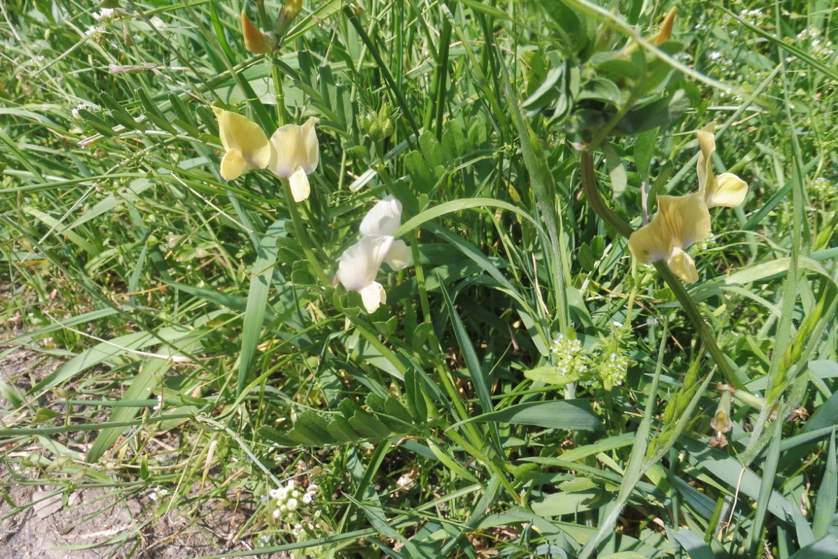 Vicia grandiflora.JPG