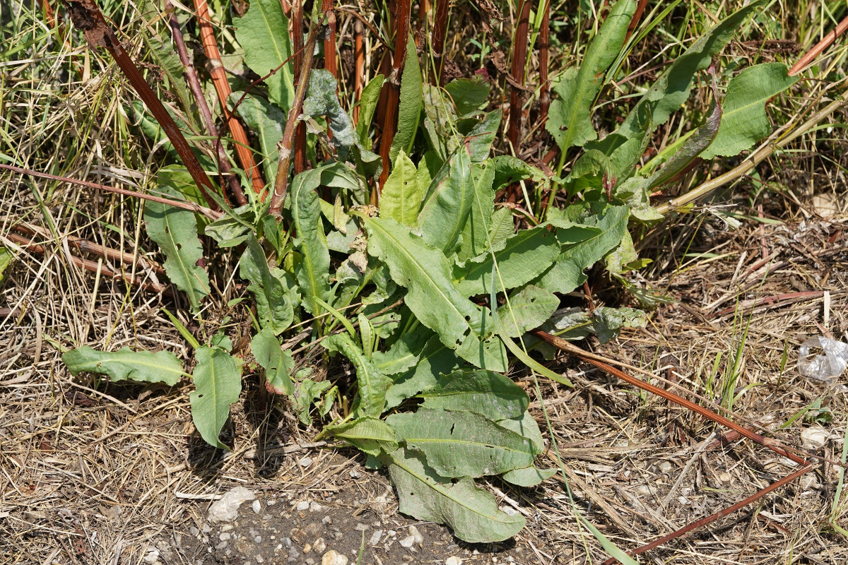 BDSC08392.JPG