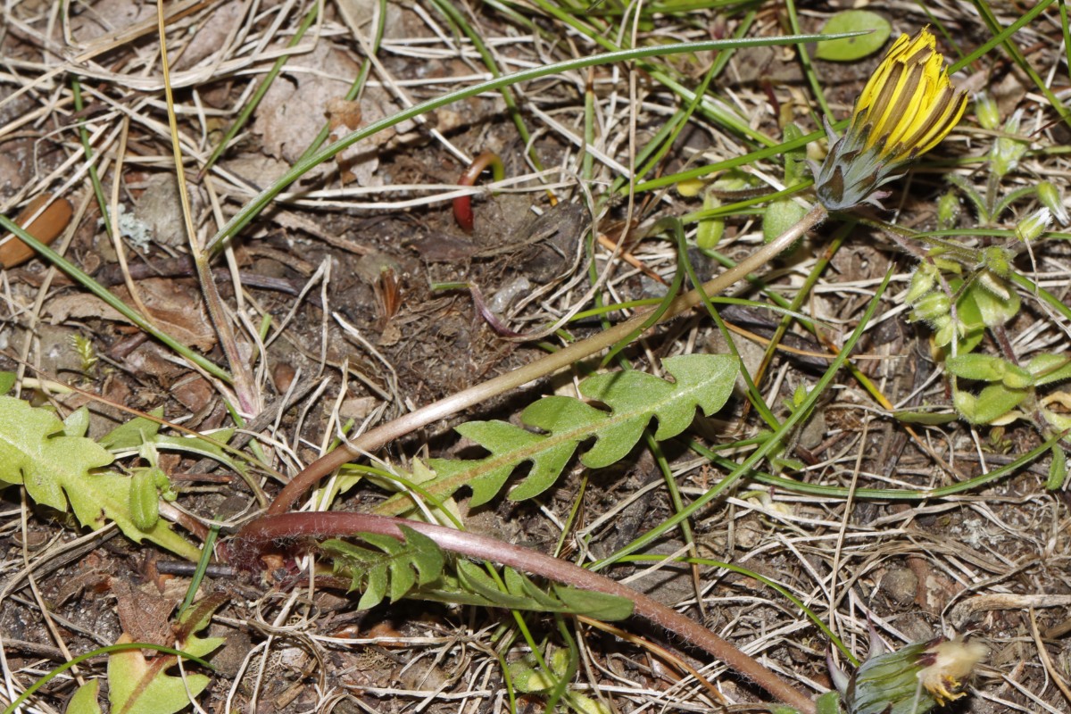 Taraxacum plumbeum 23-149 WarenMüritz Kurpark A12.jpg