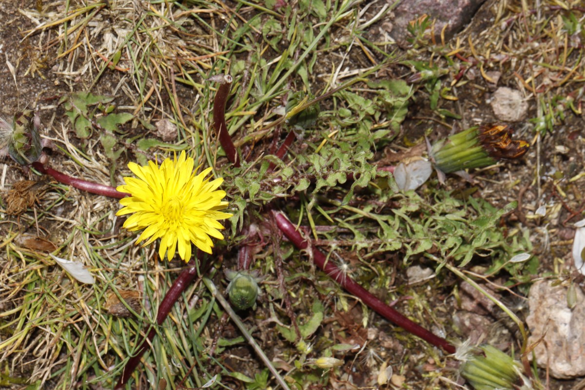 Taraxacum tortilobum 23-129 Porphyrlandschaft SE Mücheln ST A0.jpg