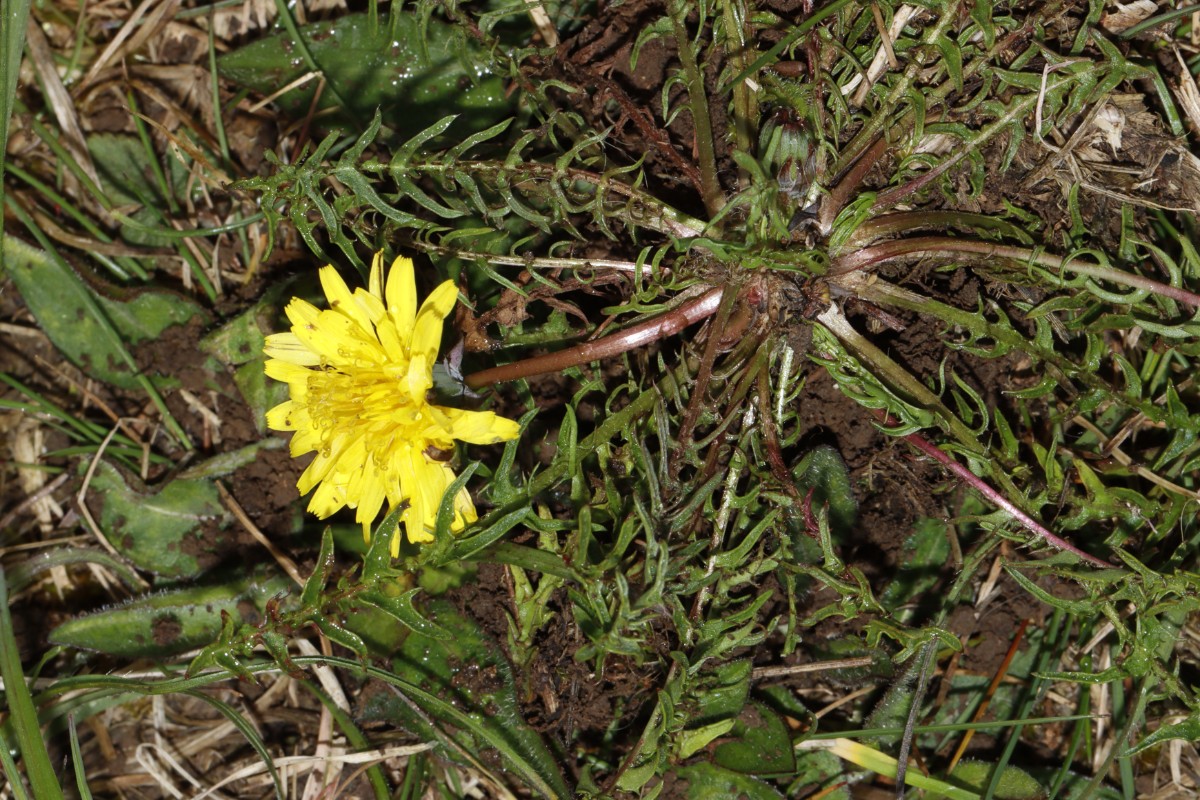 Taraxacum rubicundum 23-101 Jena Windknollen A04.jpg
