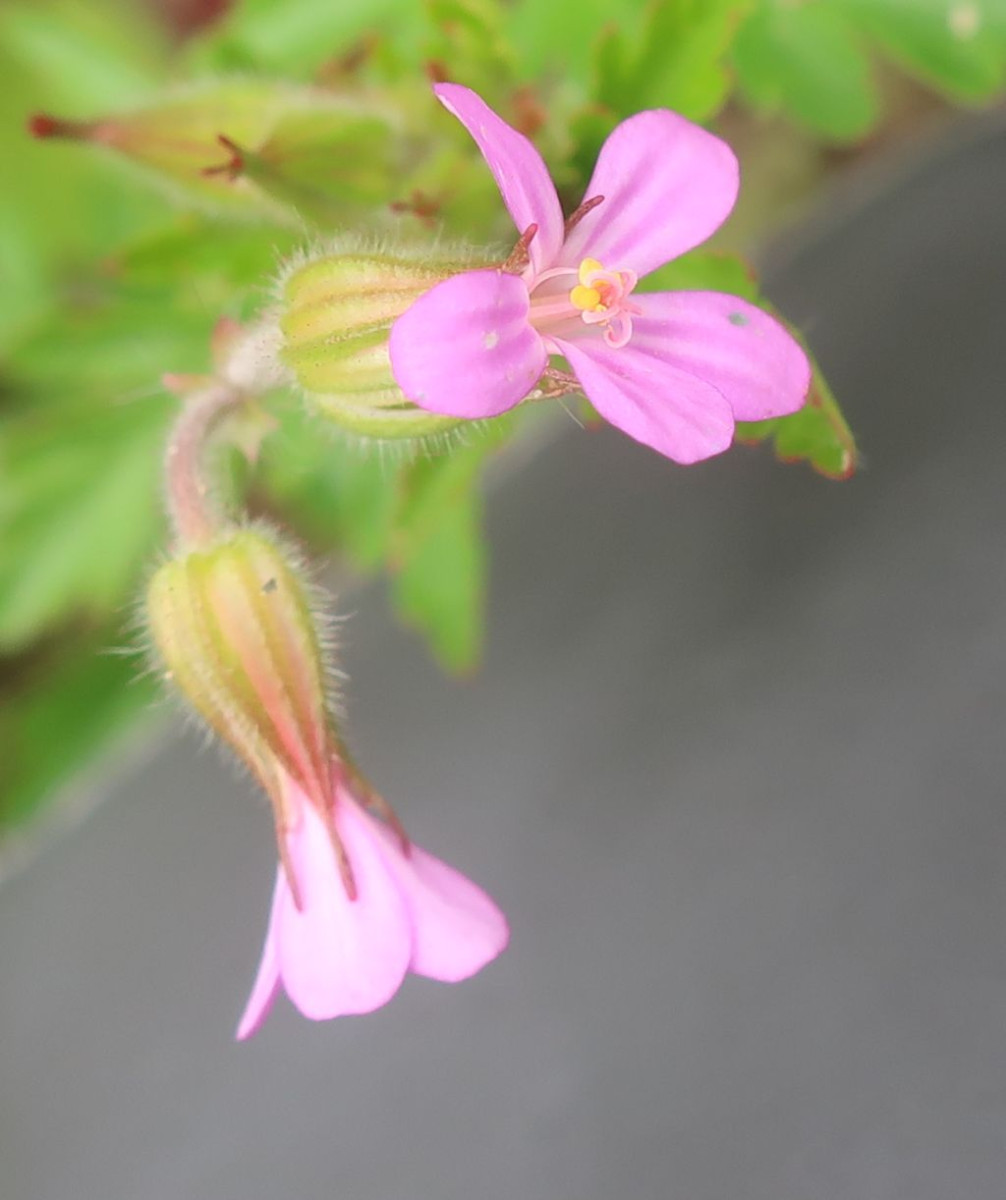 Geranium purpureum 3.jpg