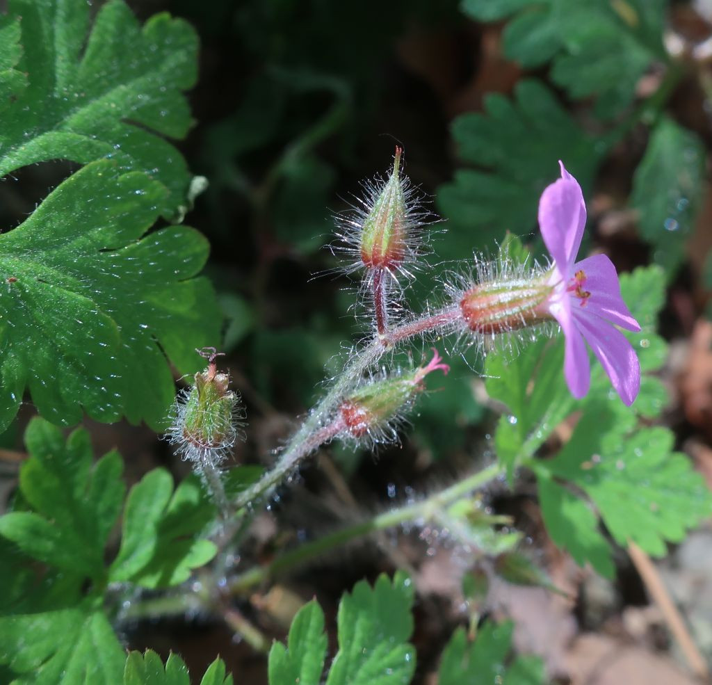 Geranium robertianum 2.jpg