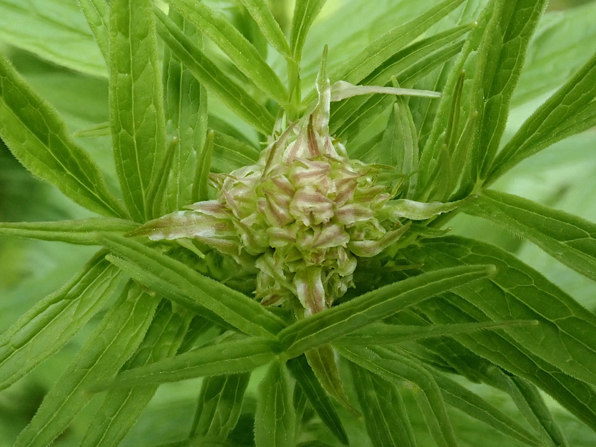 züngelt rosa-grün-d_05-2023.jpg