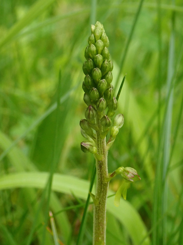 Neottia ovata-c_05-2023.jpg