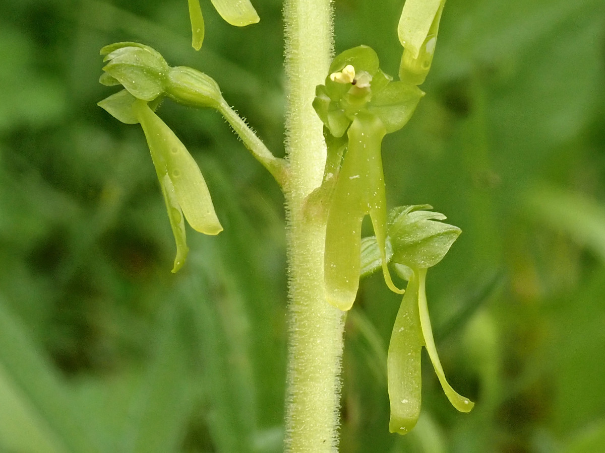 Neottia ovata-d_05-2023.jpg