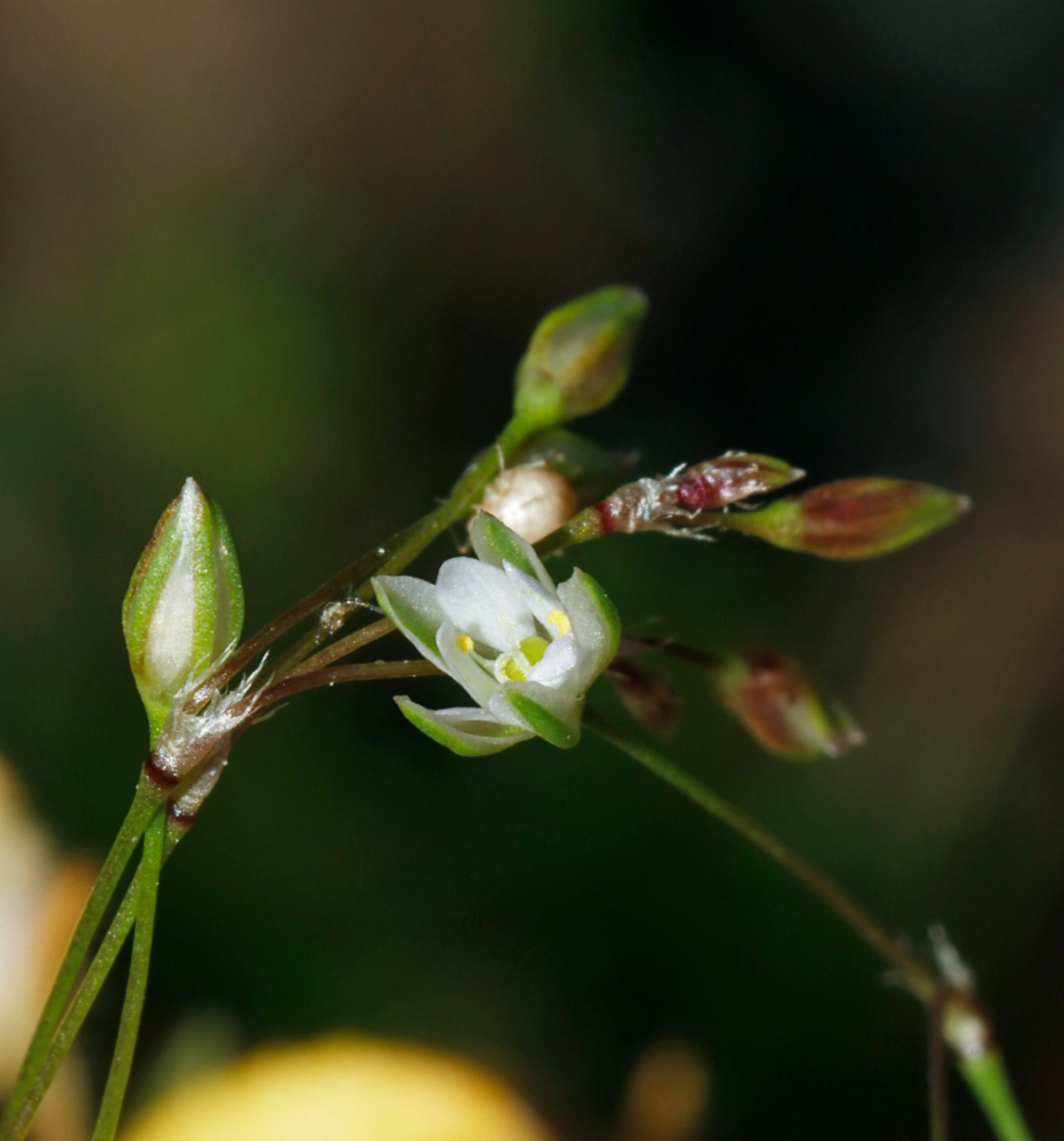 Spergularia segetalis GartenWe cult 23 A02.jpg