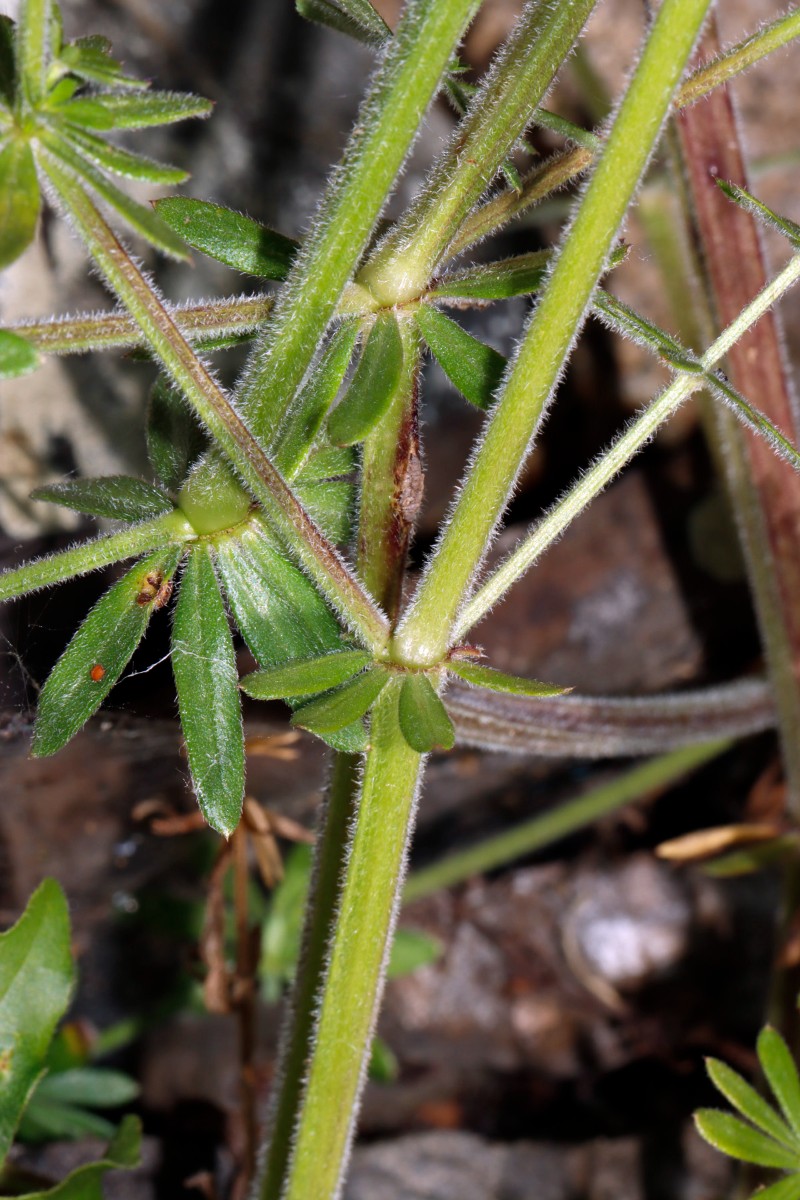 Galium album ssp pycnotrichum Lasserg Bischofstein A03.jpg