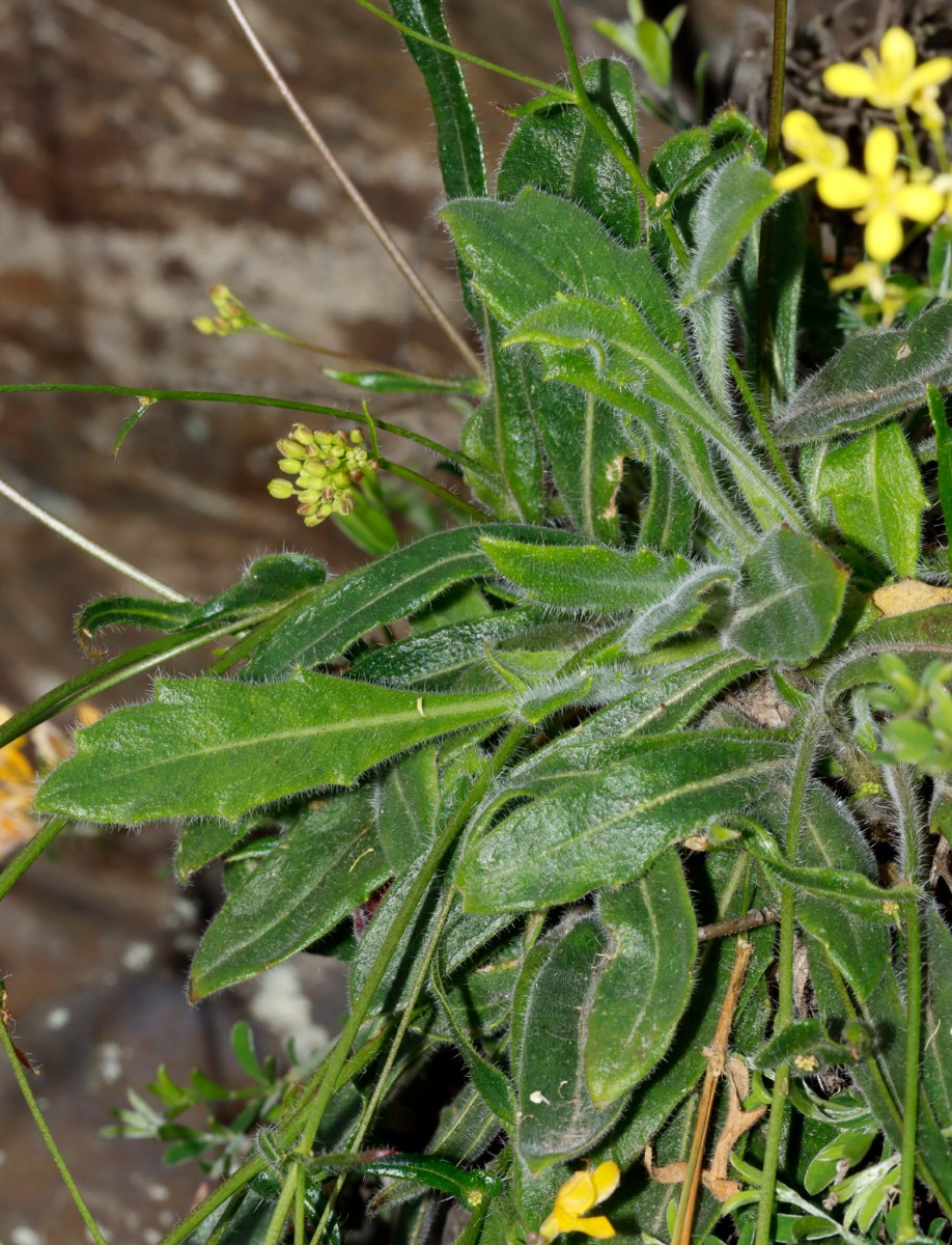 Biscutella laevigata ssp varia Cochem Pinnerkreuz A07.jpg