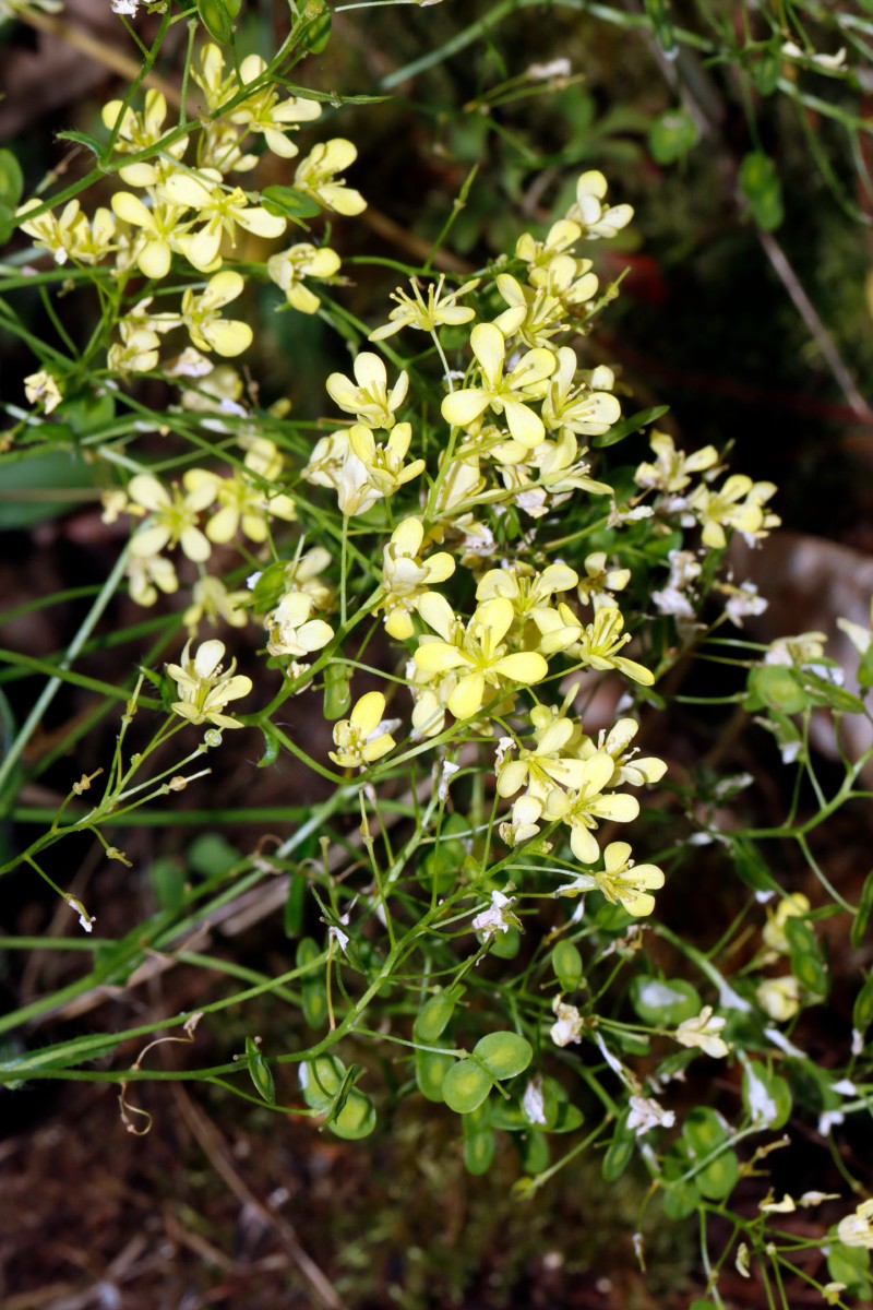 Biscutella laevigata ssp varia Cochem Pinnerkreuz A12.jpg