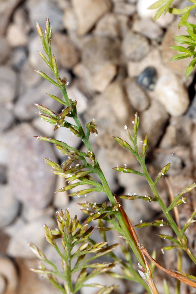 Catapodium rigidum GartenWe ex BadBellingen A02.jpg