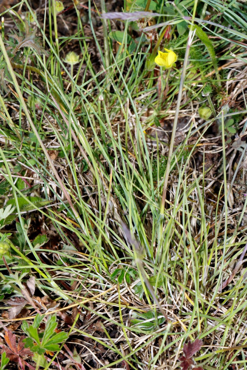 Festuca patzkei Franzenheim Weisgerberhof A03.jpg