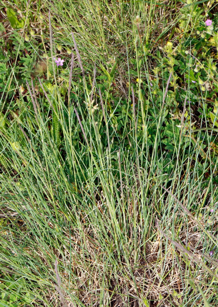 Festuca patzkei Franzenheim Weisgerberhof A04.jpg