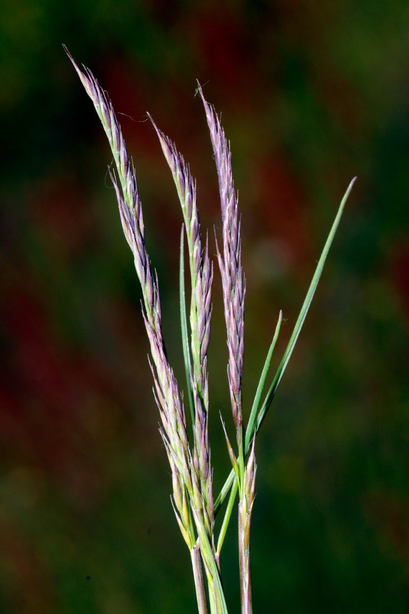 Festuca patzkei Franzenheim Weisgerberhof A07.jpg