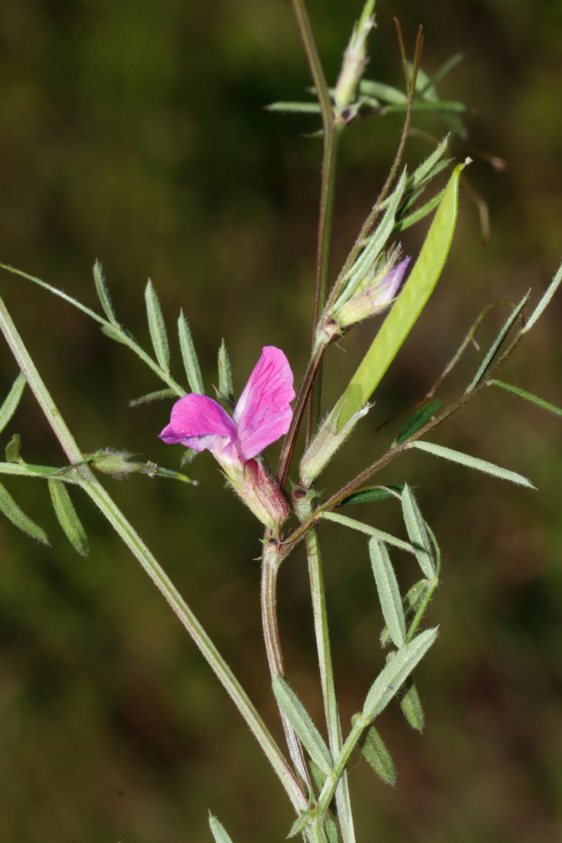 Vicia angustifolia Niederzissen Bausenberg A01.jpg