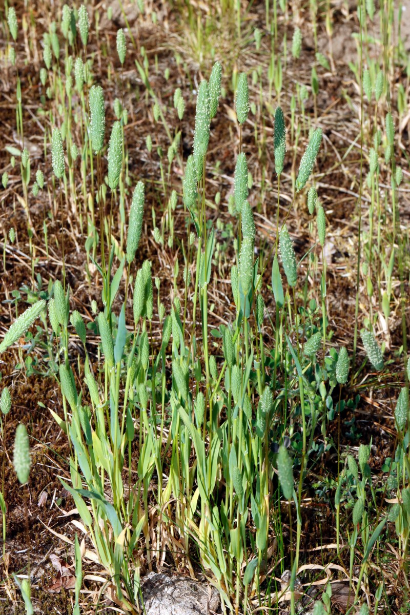 Phleum arenarium Waldlichtung NW Seeheim A04.jpg