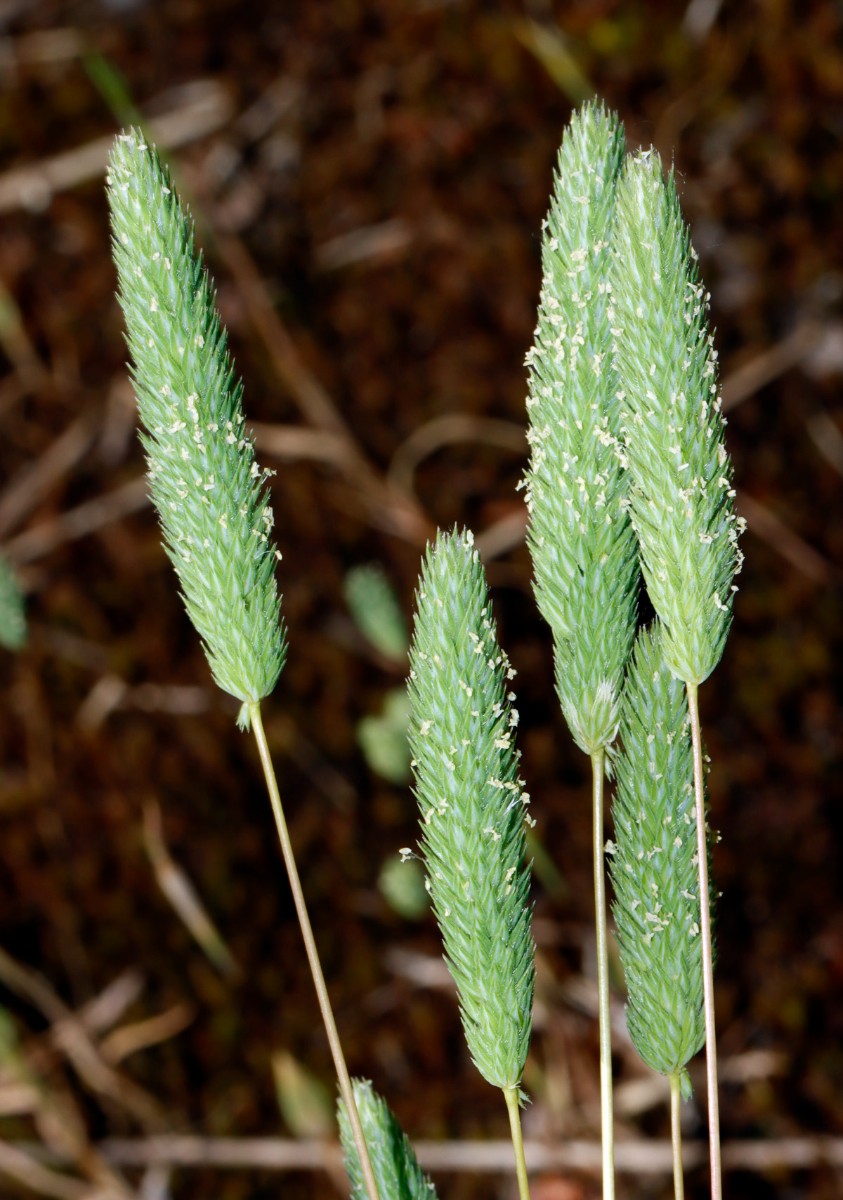 Phleum arenarium Waldlichtung NW Seeheim A06.jpg