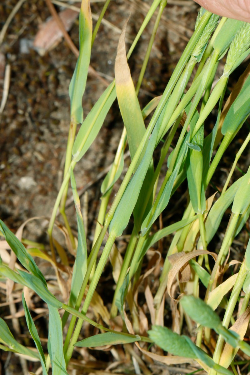 Phleum arenarium Waldlichtung NW Seeheim A08.jpg