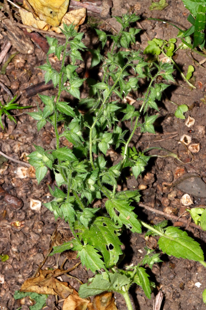 Veronica arguteserrata Heilbronn Götzenturmbrücke A01.jpg