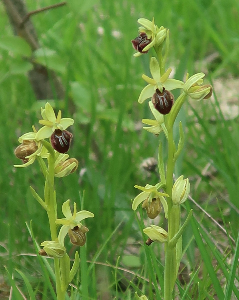 Ophrys A6 Jena.jpg