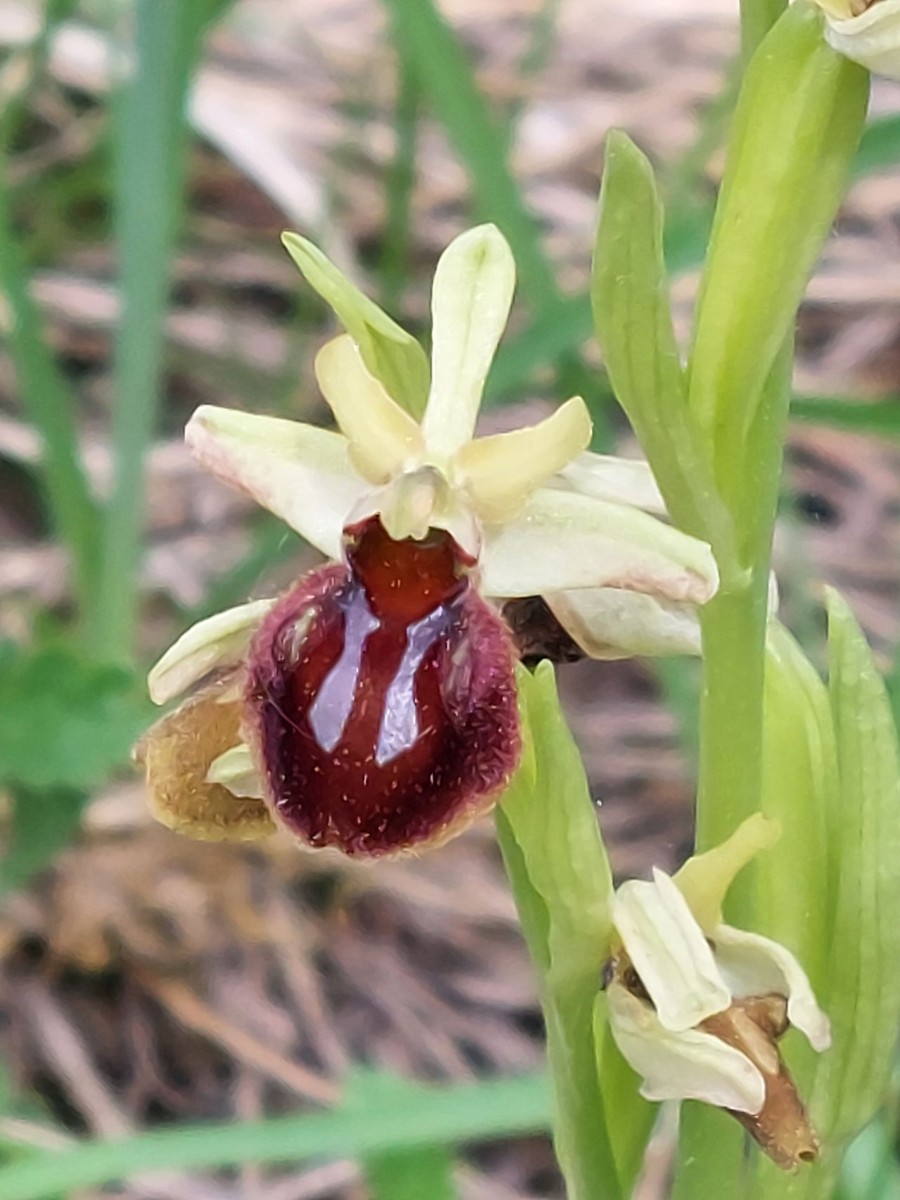 Ophrys A2 Jena.jpg