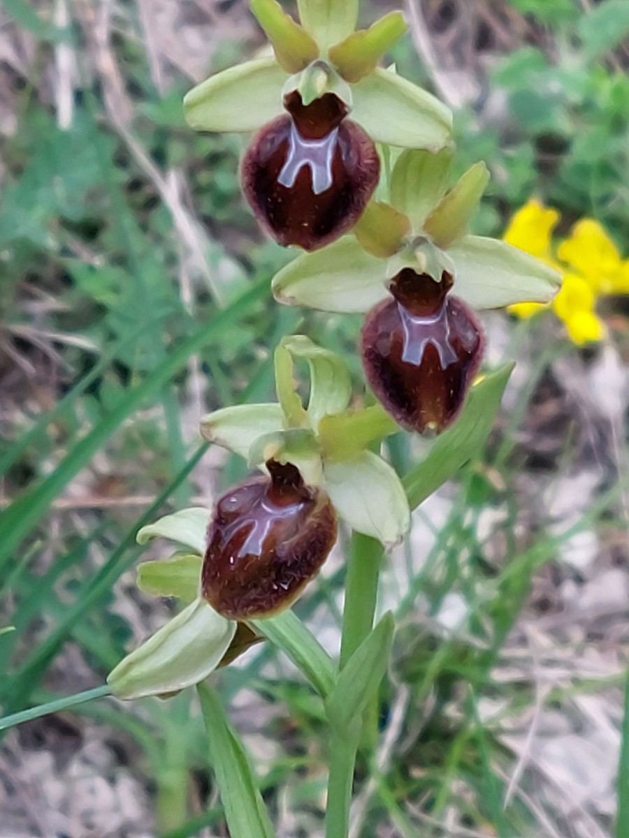 Ophrys A3 Jena.jpg