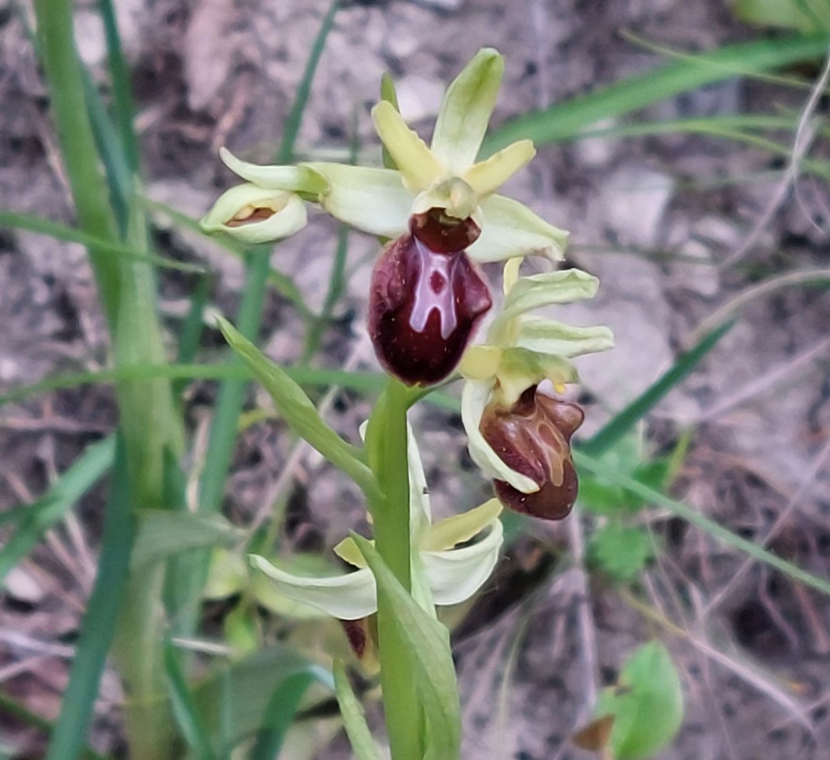 Ophrys A4 Jena.jpg