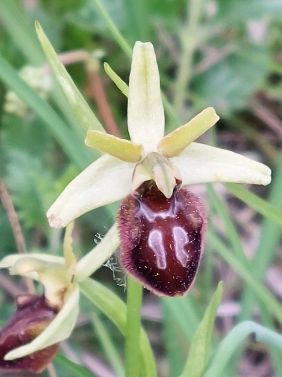 Ophrys A5 Jena.jpg