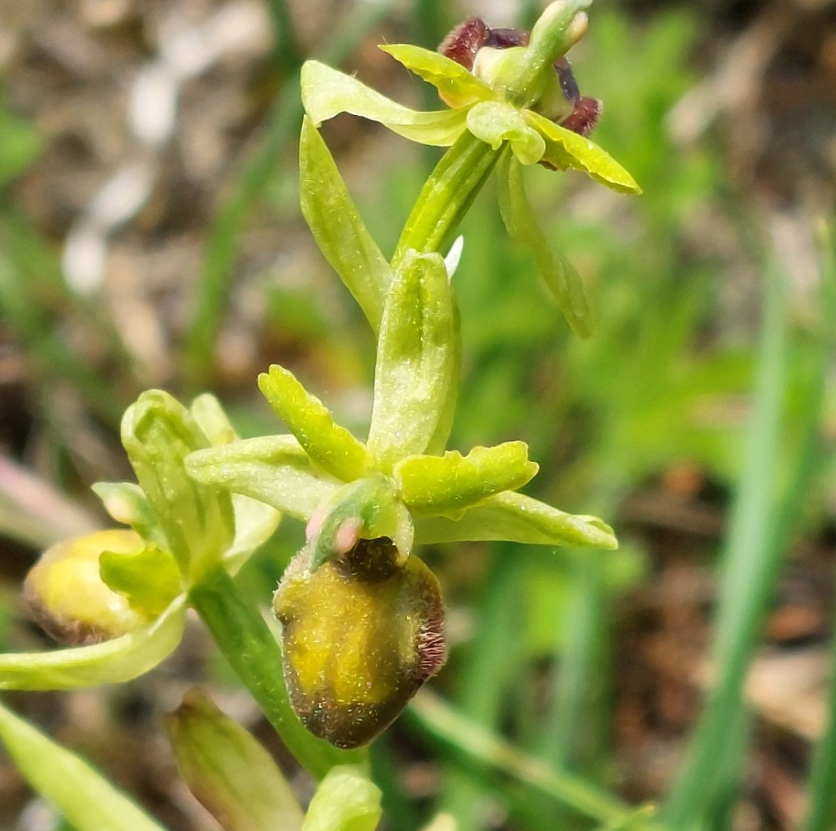 Ophrys B1 Jena.jpg