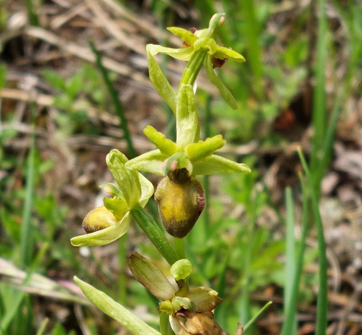 Ophrys B2 Jena.jpg