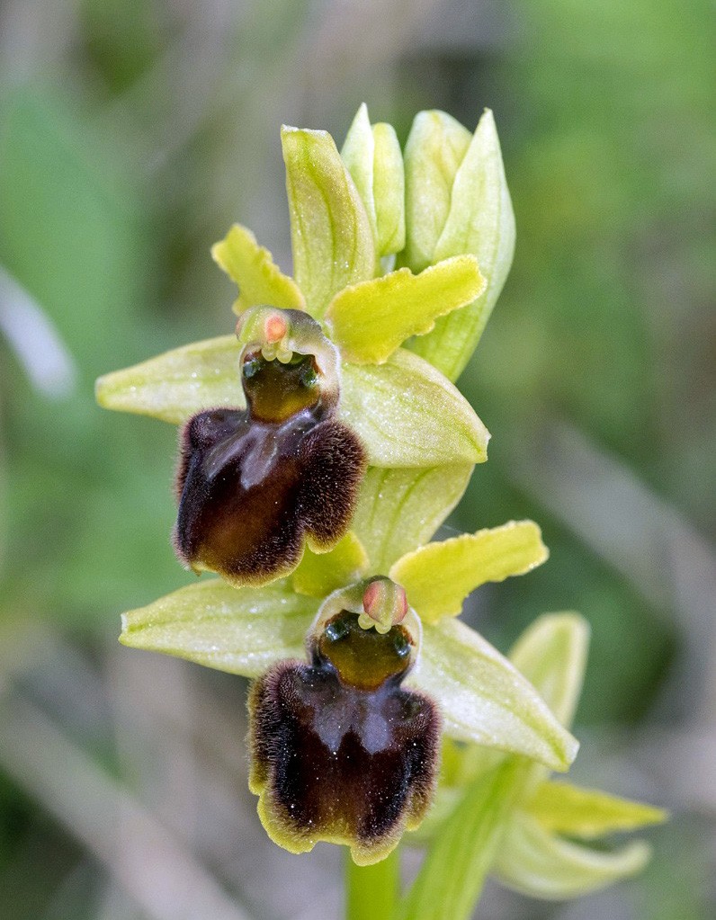 Ophrys sphegodes ssp araneola HK Retzbach 1.jpg