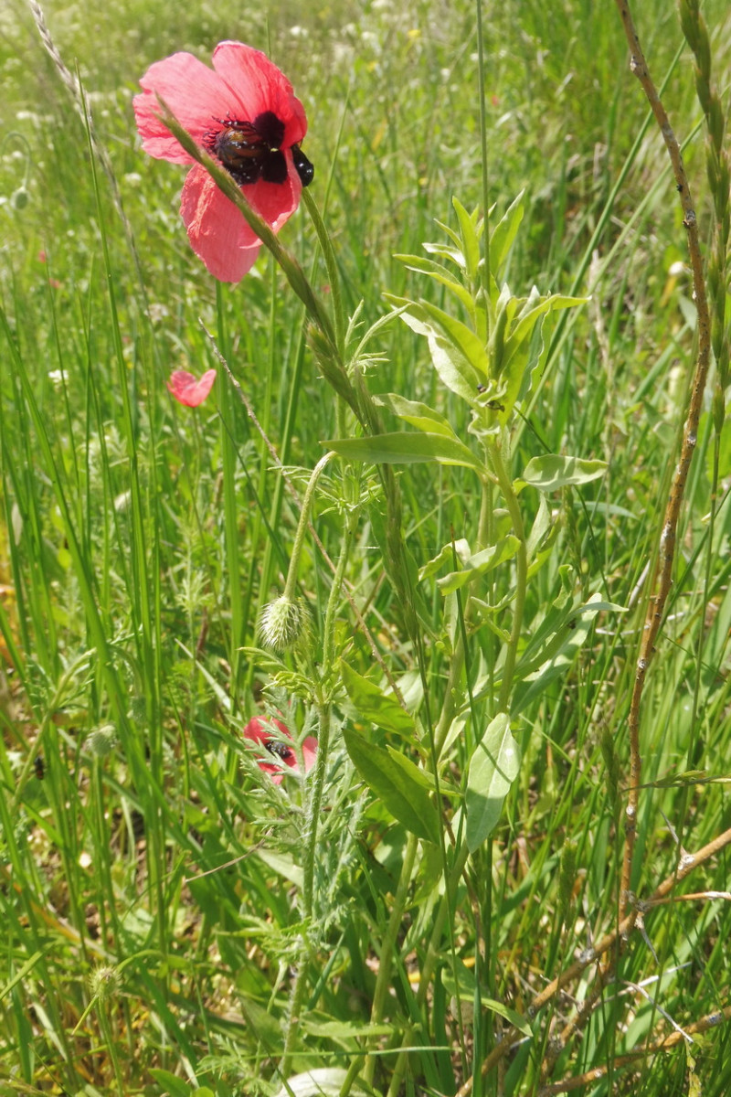 Roemeria hispida Krummborstiger Mohn, Ziegelroter Mohn 1.JPG