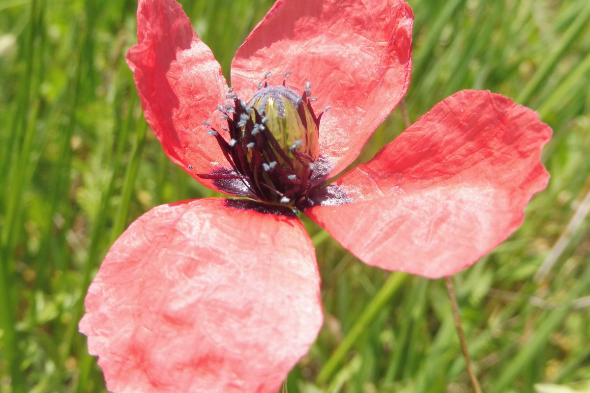 Roemeria hispida Krummborstiger Mohn, Ziegelroter Mohn 2.JPG