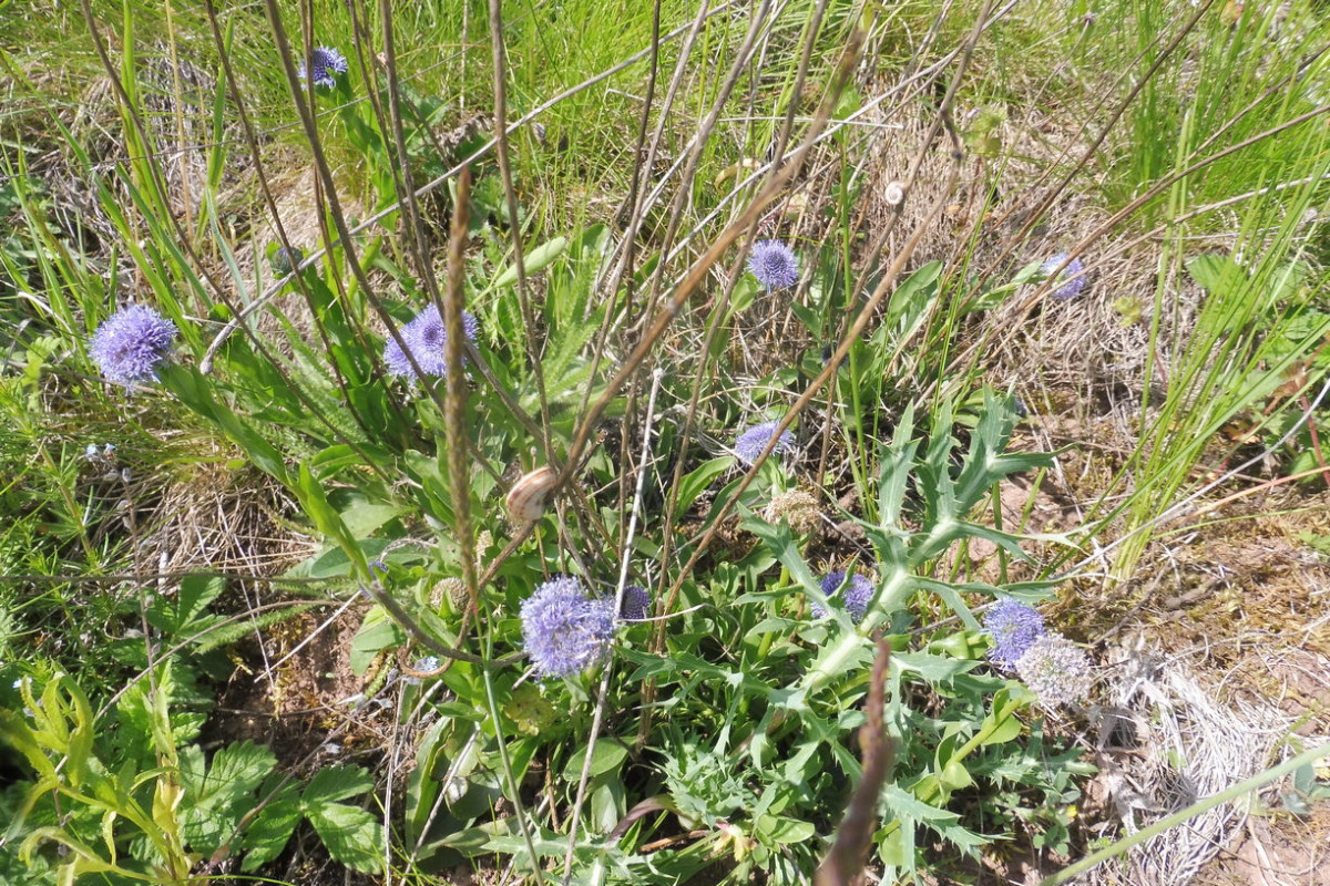 Globularia bisnagarica Echte Kugelblume.JPG