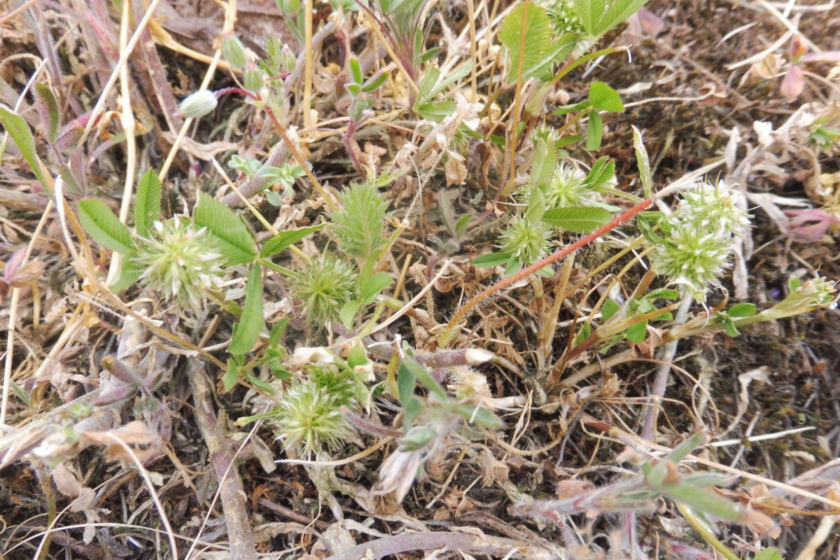 Trifolium retusum Kleinblütiger Klee 1.JPG