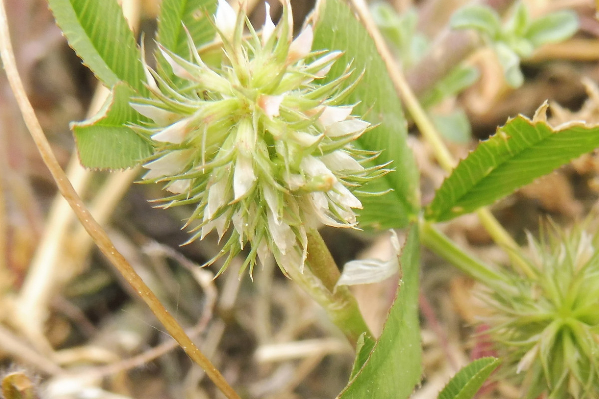 Trifolium retusum Kleinblütiger Klee 2.JPG