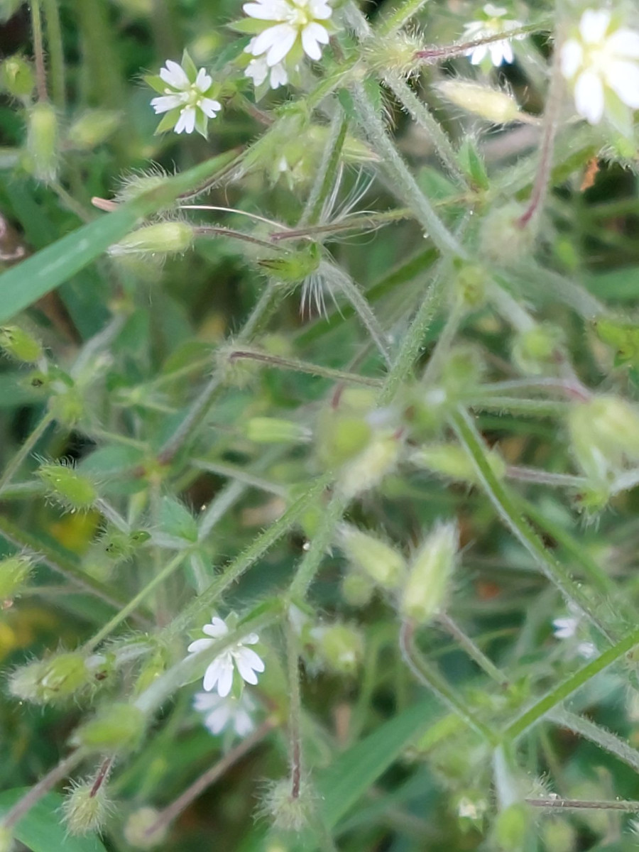 Cerastium 1c_2023-05-21.jpg