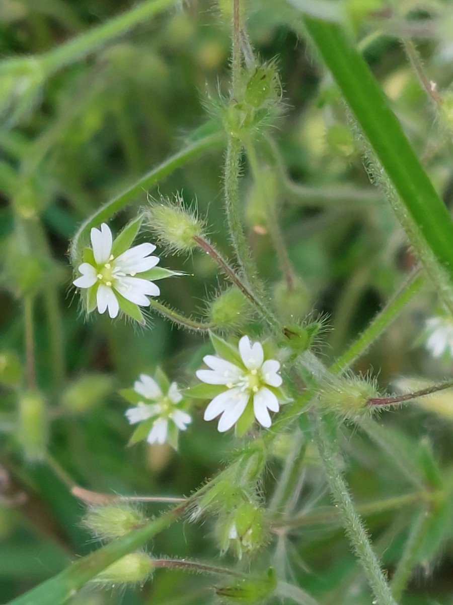 Cerastium 1a_2023-05-21.jpg