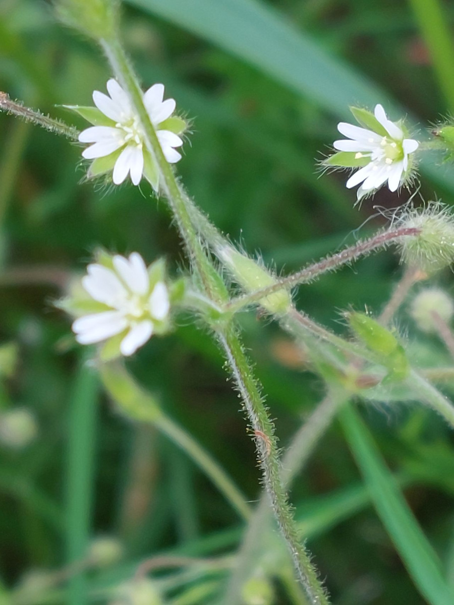 Cerastium 1d_2023-05-21.jpg