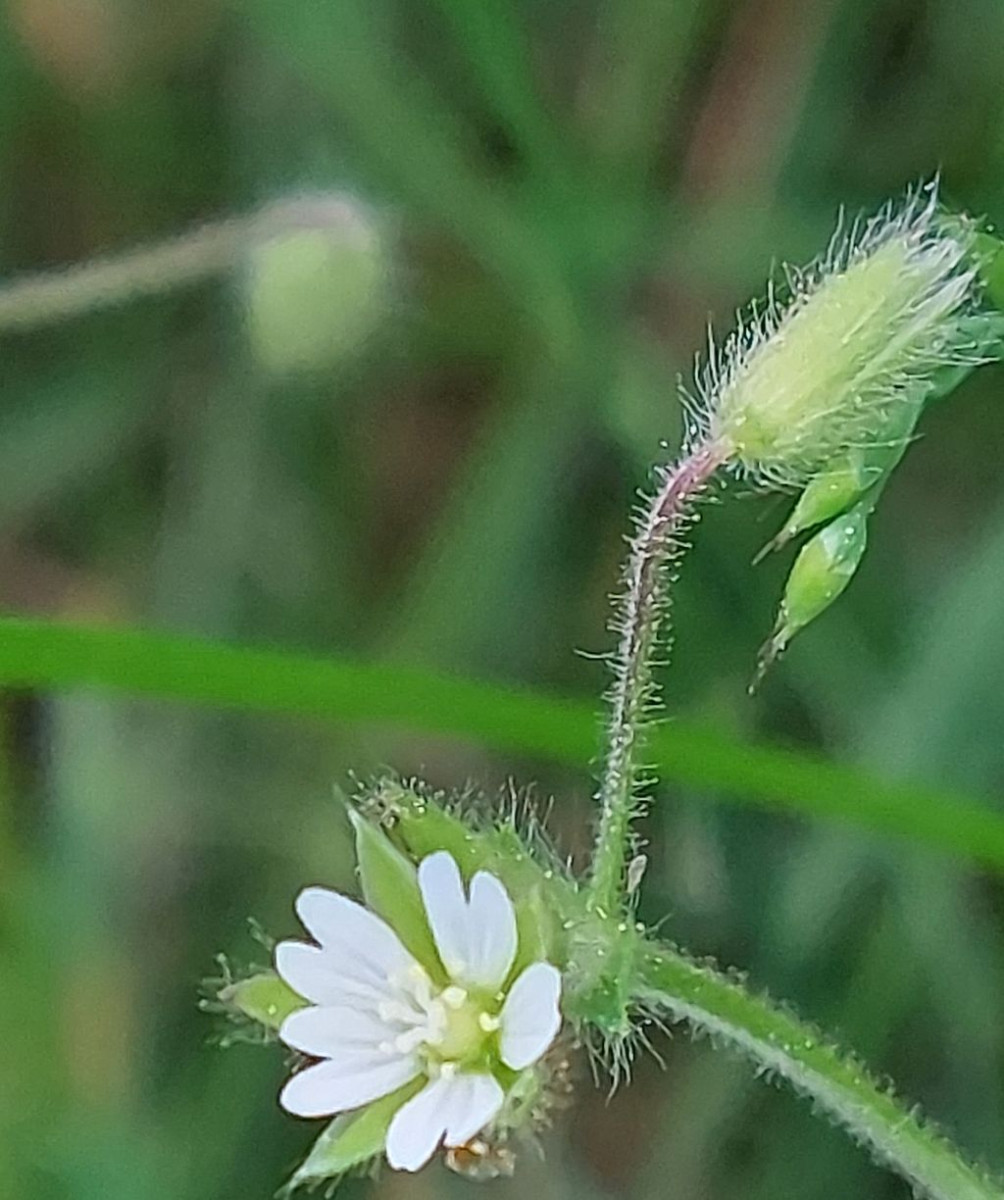 Cerastium 1f_2023-05-21.jpg