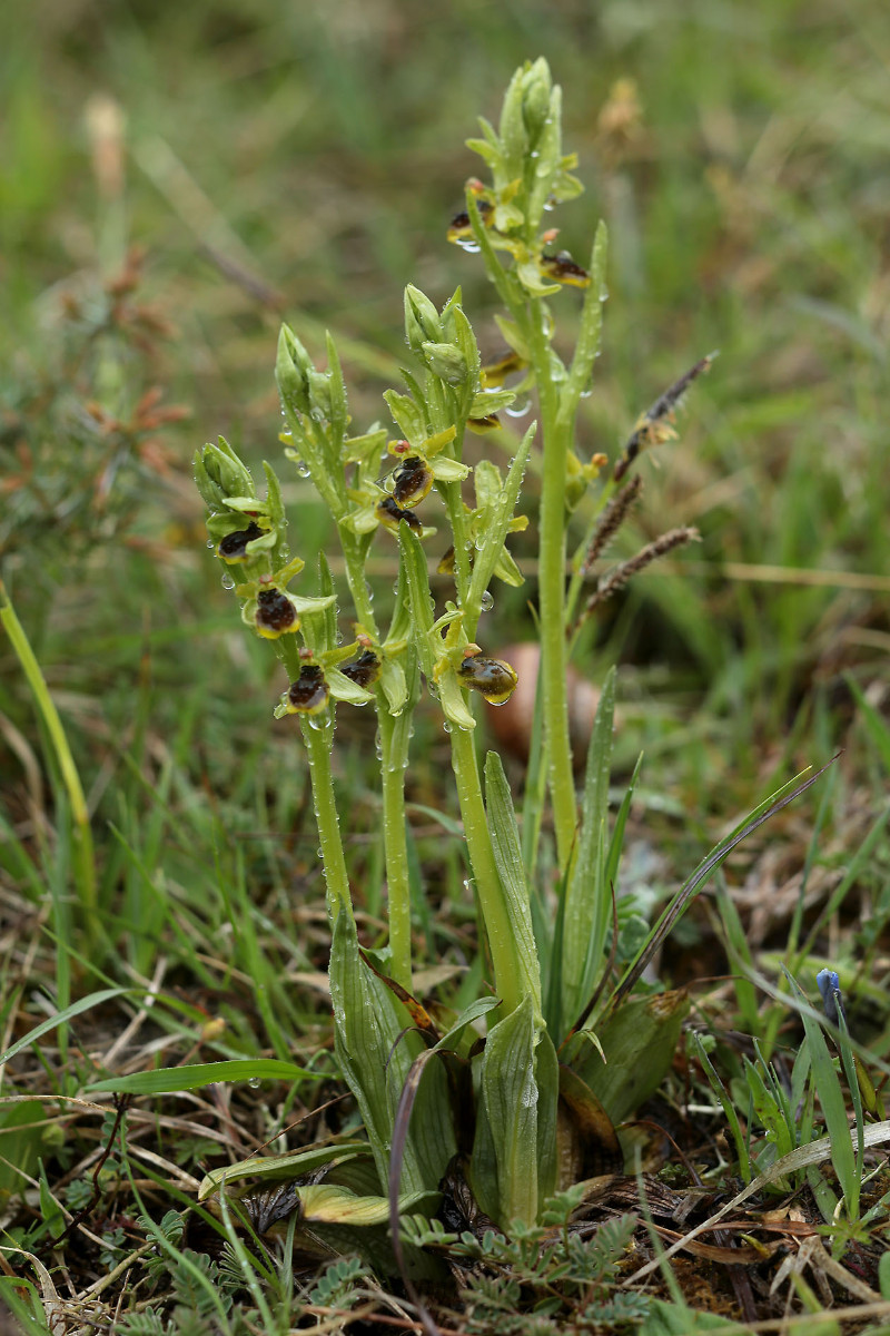 02_Ophrys_araneola_5768.jpg