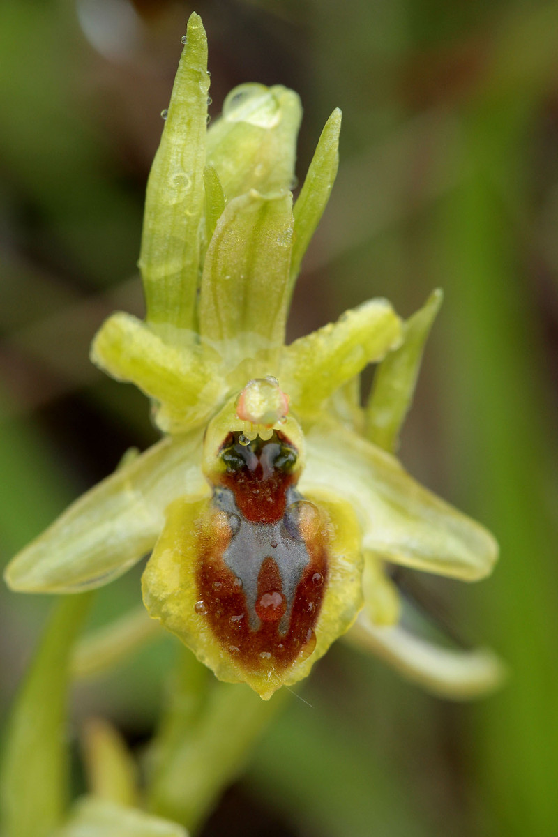 03_Ophrys_araneola_7509.jpg