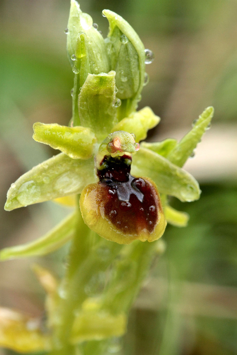 05_~1501924498~Ophrys_araneola_7528.jpg