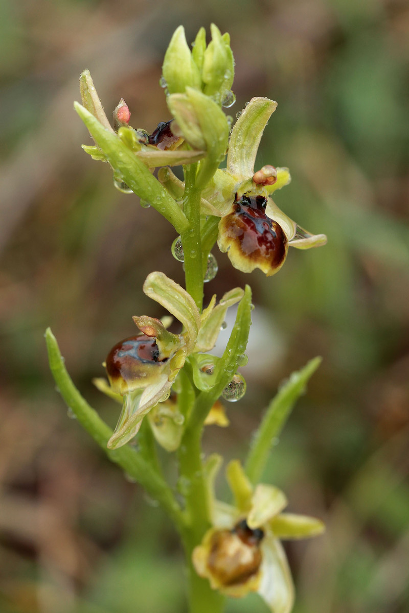 06_Ophrys_araneola_7511.jpg