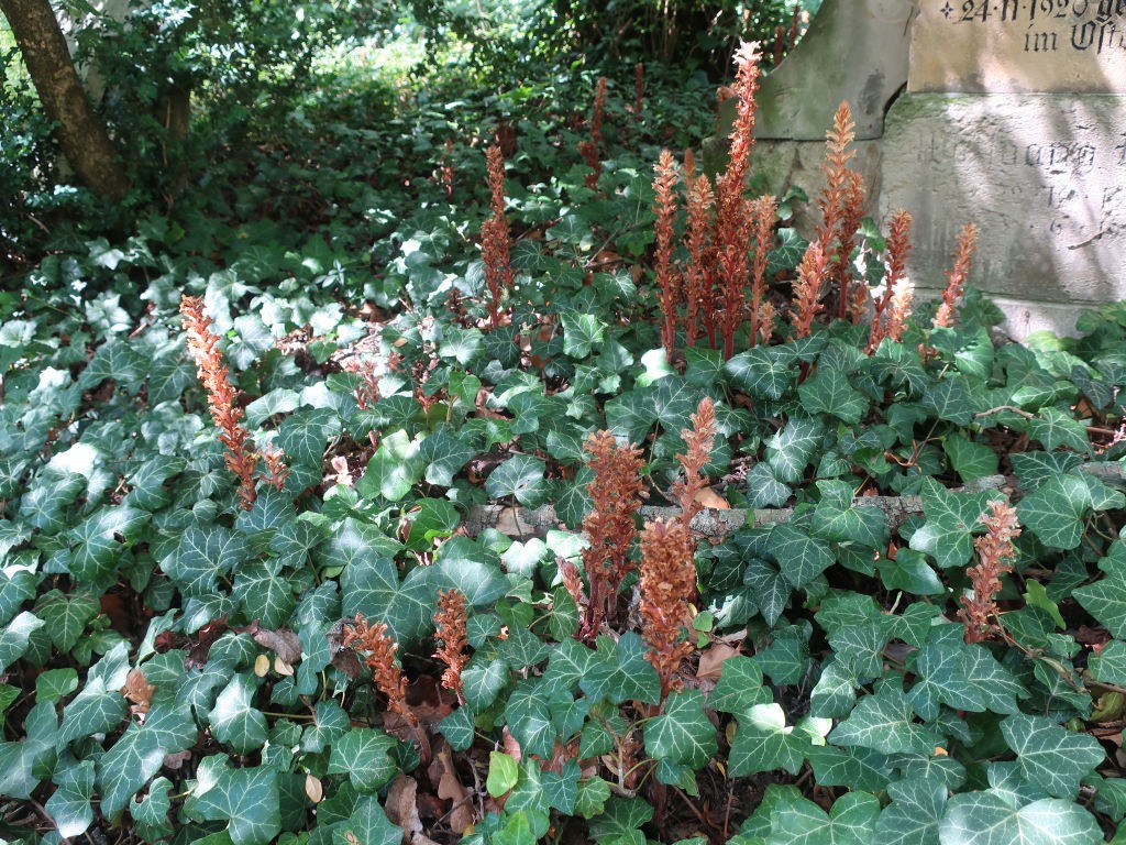 2020-07-05_Orobanche hederae 2_Jena.jpg